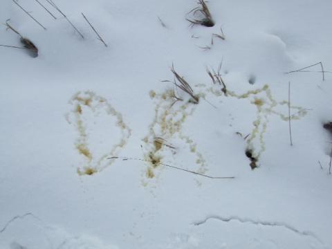 dkt-yellowsnow.JPG